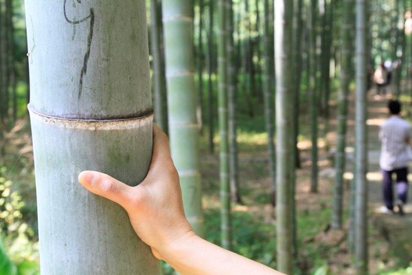 As summer approaches, New Zealand home owners are again poised to make their blind contribution to the further destruction of the world's ancient forests a Christchurch based timber supply company says.